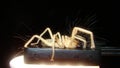 Spider . closeup the hair of a camel spider Close up of camel spider under the light.a it`s also known as wiandscorpion, Solifugae Royalty Free Stock Photo