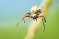 Spider closeup hanging in the air on spider web Royalty Free Stock Photo