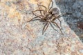 Spider - closeup Royalty Free Stock Photo