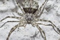 Spider closeup in a white wall