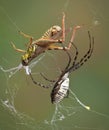 Spider closing in on hopper in web Royalty Free Stock Photo