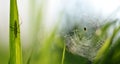 Spider on a cobweb and a beetle on green grass.