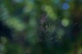 Spider and cobweb Royalty Free Stock Photo