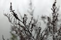 Spider cobweb and dew drops on branches