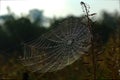Spider Cobweb