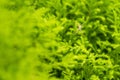 Spider and cobweb on the fresh green fern leafs for nature background.Thailand. Royalty Free Stock Photo