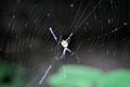 Spider on cobweb or gossamer Royalty Free Stock Photo