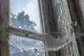 Spider cobweb on old window