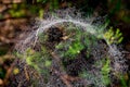 Spider in cobweb closeup selective focus