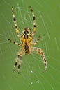 Spider Royalty Free Stock Photo