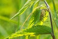 Spider, cocoon with small spiders, veins made between the leaves of nettle