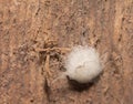 Spider cocoon Royalty Free Stock Photo