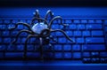 Metal spider on the computer keyboard, virus, theme of information security Royalty Free Stock Photo