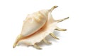 Spider Conch Seashell Royalty Free Stock Photo