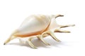 Spider Conch Seashell Royalty Free Stock Photo