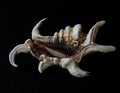Spider conch seashell Royalty Free Stock Photo