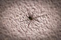 Spider on a concrete wall Royalty Free Stock Photo