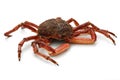 Spider crab