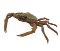 Spider Crab Isolated