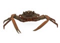 Spider Crab Isolated