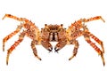 Spider Crab isolated on white background Royalty Free Stock Photo