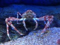 spider crab king Royalty Free Stock Photo