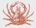 Spider crab maja squinado in top view