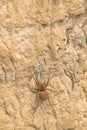 Spider and loess Royalty Free Stock Photo