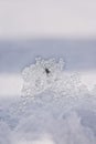Spider crawling on ice and snow Royalty Free Stock Photo