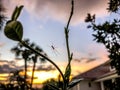 sunset spider web