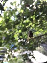 The spider crawls along the web, on the back there is a pattern in the form of a cross.