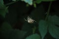 The big spider settled in a dense thicket