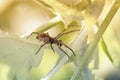 Spider crawls in the grass Royalty Free Stock Photo