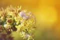 Spider crawls on a meadow suffused Royalty Free Stock Photo