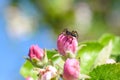 Spider crawls over the apple flower in the garden, garden pests, damage to the apple flower