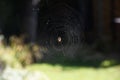 Spider creates a natural pattern with a spider web in a garden Royalty Free Stock Photo