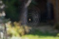 Spider creates a natural pattern with a spider web in a garden Royalty Free Stock Photo