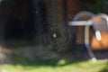 Spider creates a natural pattern with a spider web in a garden Royalty Free Stock Photo