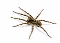 Spider - creepy fear Royalty Free Stock Photo