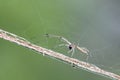 Spider cross the dry grass