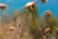 Spider cross on the web, spider called the European garden spider, Albania