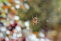 Spider of the crosspiece weaves the net. Spider on the fence Royalty Free Stock Photo