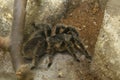 Spider Curlyhair Tarantula, Brachypelma Albopilosum, sitting in the aviary of a zoo