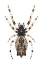 Spider Cyclosa oculata (female)