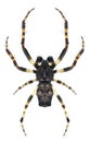 Spider Cyclosa oculata (male)