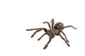 Spider Cyclosternum Davus Fasciatum