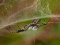 Spider cyrtophora citricola hanging from its cobweb Royalty Free Stock Photo
