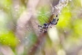 A spider(Cyrtophora moluccensis) is eating an insect on its web