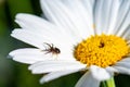 The spider and the daisy Royalty Free Stock Photo