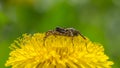 Spider and dandelions